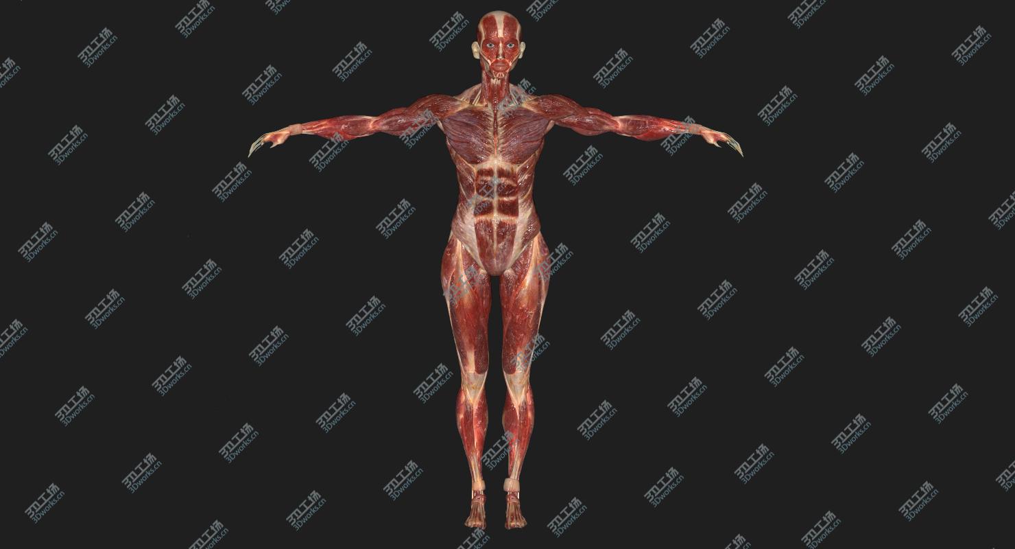 images/goods_img/20210313/3D model Male Muscular Anatomy (Rigged)/3.jpg